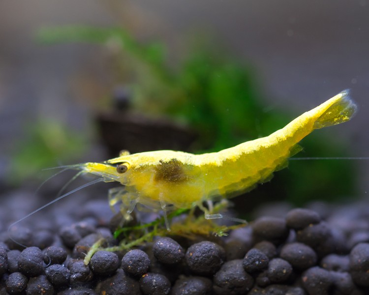 Yellow Fire Shrimp ~ 1cm - 2cm